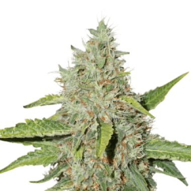 Cannabis  Seedstockers  Cannabis  Seeds  Northern  Lights  Auto