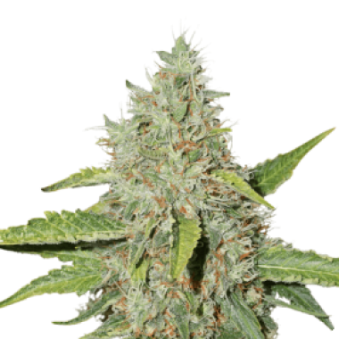 Cannabis Seedstockers Cannabis Seeds Northern Lights
