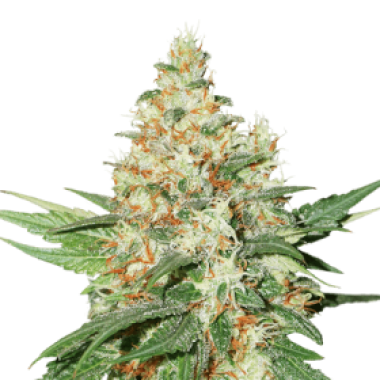 Cannabis Seedstockers Cannabis Seeds O G Kush Auto