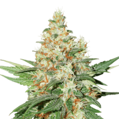 Cannabis Seedstockers Cannabis Seeds O G Kush