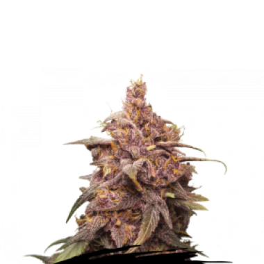 Cannabis Seedstockers Cannabis Seeds Purple Punch