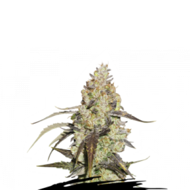 Cannabis Seedstockers Cannabis Seeds Runtz