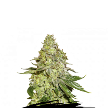 Cannabis  Seedstockers  Cannabis  Seeds  Sherbet