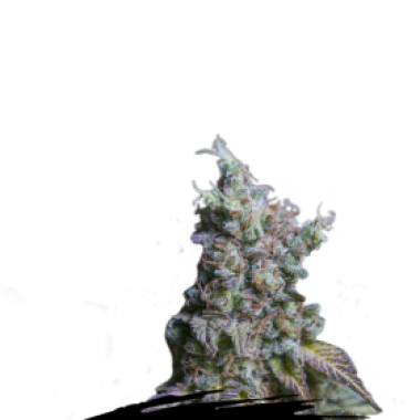 Cannabis Seedstockers Cannabis Seeds Sour Diesel Auto