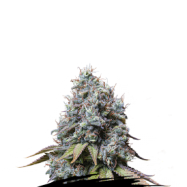 Cannabis Seedstockers Cannabis Seeds Sour Diesel
