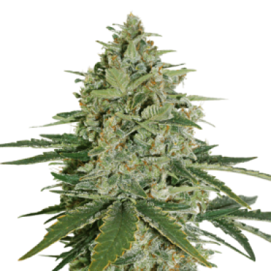Cannabis Seedstockers Cannabis Seeds Super Skunk