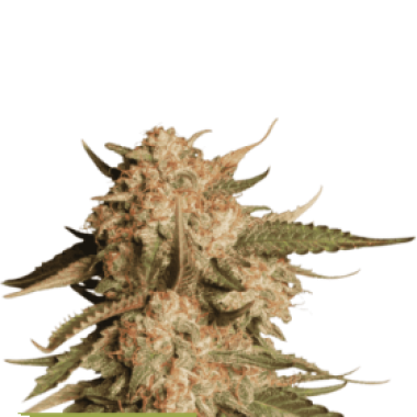 Cannabis Seedstockers Cannabis Seeds Superior Blue Moby Auto