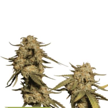 Cannabis Seedstockers Cannabis Seeds Superior Blue Moby