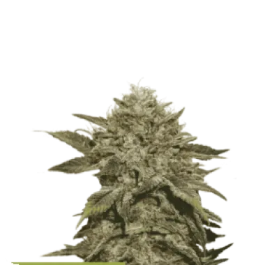 Cannabis Seedstockers Cannabis Seeds Superior Fruit Cake