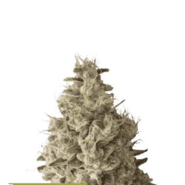 Cannabis Seedstockers Cannabis Seeds Superior Mack And Crack Auto