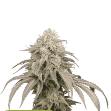 Cannabis  Seedstockers  Cannabis  Seeds  Superior  Mandarin  Panties  Auto