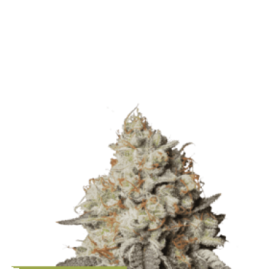 Cannabis Seedstockers Cannabis Seeds Superior Panty Punch Auto