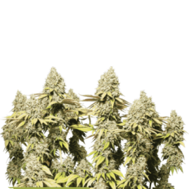 Cannabis  Seedstockers  Cannabis  Seeds  Superior  Rucu  Cucu  Og  Auto