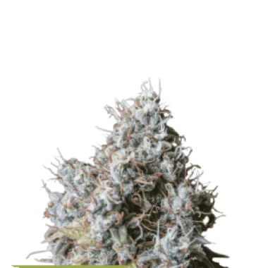 Cannabis Seedstockers Cannabis Seeds Superior Rucu Cucu Og