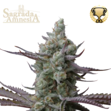 Cannabis Seedstockers Cannabis Seeds Superior Sagrada Amnesia
