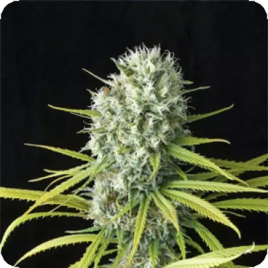 Cannabis Seedstockers Cannabis Seeds Superior Santa Marta Haze Auto