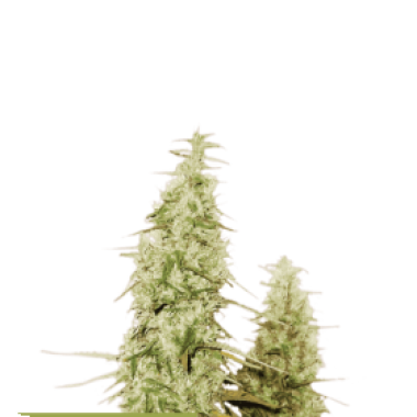 Cannabis Seedstockers Cannabis Seeds Superior Santa Marta Haze