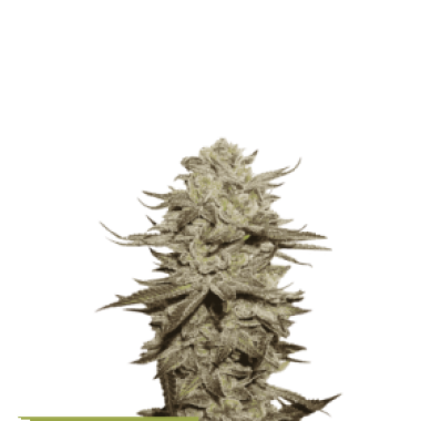 Cannabis  Seedstockers  Cannabis  Seeds  Superior  Sticky  Fingers  Auto