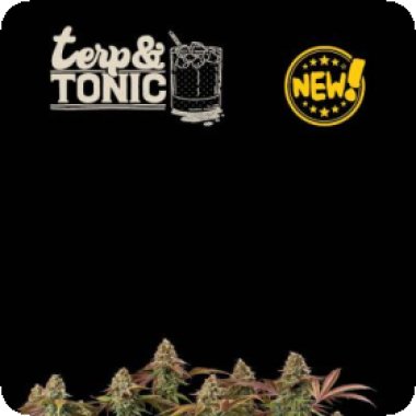 Cannabis  Seedstockers  Cannabis  Seeds  Superior  Terp  Tonic  Auto