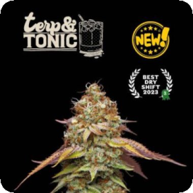 Cannabis  Seedstockers  Cannabis  Seeds  Superior  Terp  Tonic