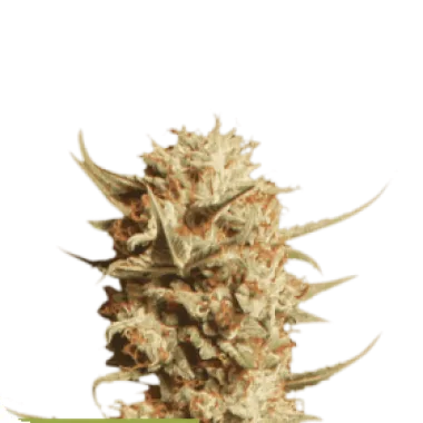 Cannabis Seedstockers Cannabis Seeds Superior Thunder Banana Auto