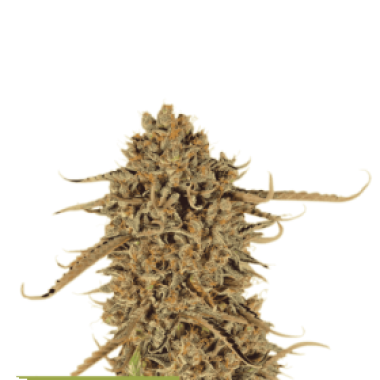 Cannabis Seedstockers Cannabis Seeds Superior Thunder Banana