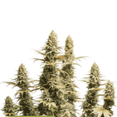 Cannabis Seedstockers Cannabis Seeds Superior Triton Biscotto Lime Auto