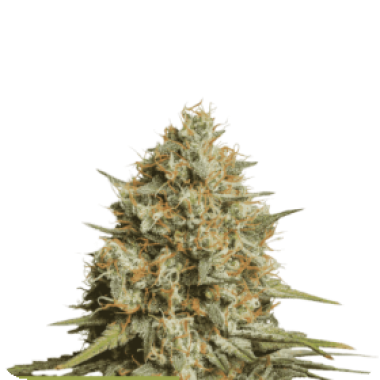 Cannabis Seedstockers Cannabis Seeds Superior Triton Biscotto Lime