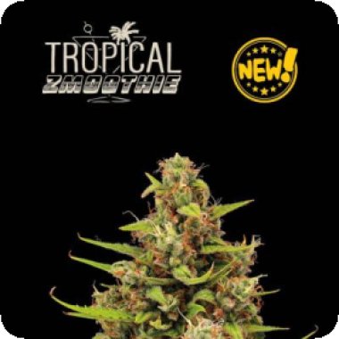 Cannabis  Seedstockers  Cannabis  Seeds  Superior  Tropical  Zmoothie  Auto