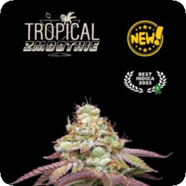 Cannabis Seedstockers Cannabis Seeds Superior Tropical Zmoothie