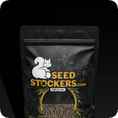 Cannabis  Seedstockers  Cannabis  Seeds  Superior  Xxl  Auto  Mix