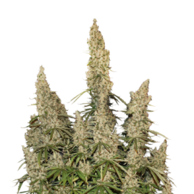 Cannabis Seedstockers Cannabis Seeds White Widow Auto