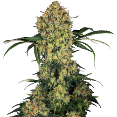 Sensi Research Cannabis Seeds Aloha Og