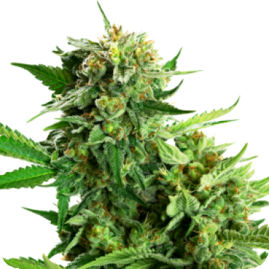 Sensi Research Cannabis Seeds Blackberry Cake