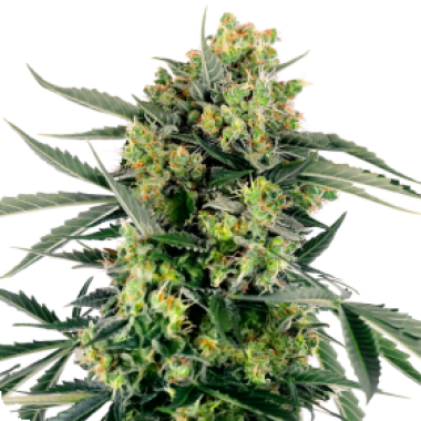 Sensi Research Cannabis Seeds Blueberry Zkittlez Auto