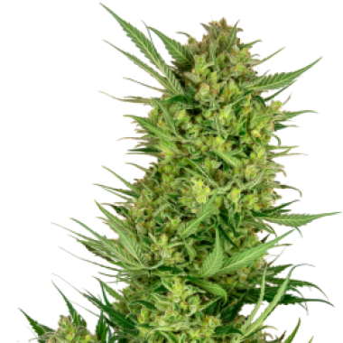Sensi Research Cannabis Seeds Buttercream Gelato