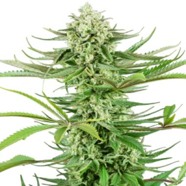 Sensi Research Cannabis Seeds Cashew Kush