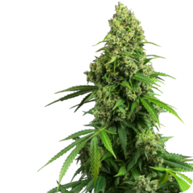 Sensi Research Cannabis Seeds Honey Melon Kush Auto