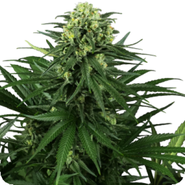 Sensi Research Cannabis Seeds Honey Melon Kush