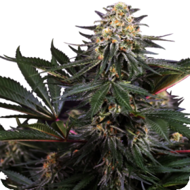 Sensi Research Cannabis Seeds Lockdown Kush
