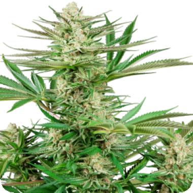 Sensi Research Cannabis Seeds Malibu Og Gold