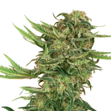 Sensi Research Cannabis Seeds N13 Kush