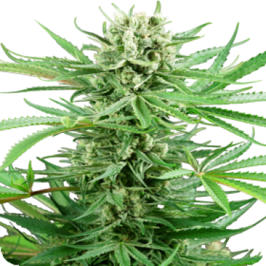 Sensi Research Cannabis Seeds Papi Chulo Og