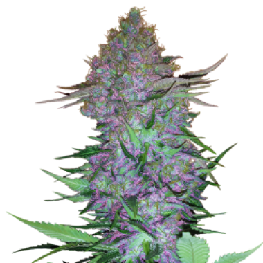 Sensi  Research  Cannabis  Seeds  Purple  Skunk  Auto