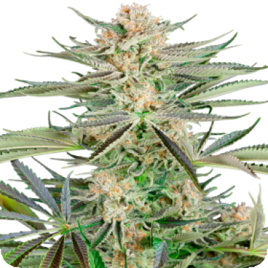 Sensi Research Cannabis Seeds Screwdriver Og