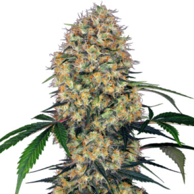 Sensi Research Cannabis Seeds Sensi Amnesia Xxl Auto