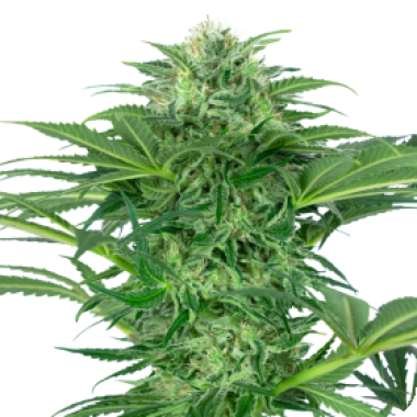 Sensi Research Cannabis Seeds Skunk Dream Cbd