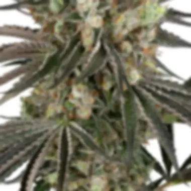 Sensi  Research  Cannabis  Seeds  Slam  Dank