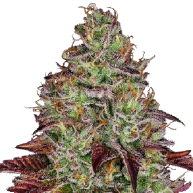 Sensi Research Cannabis Seeds Tezla Og