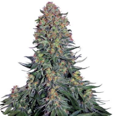 Sensi Seed Bank Cannabis Seeds Blue Skunk